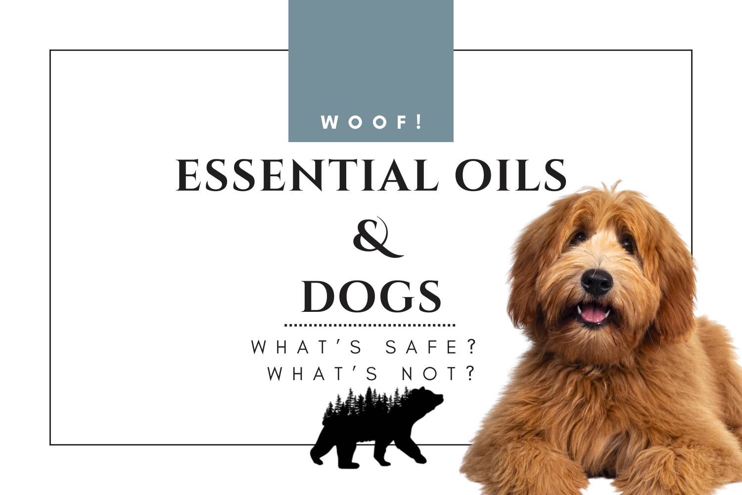Essential Oils & Dogs: Safe Sniffs with Northstar Aromatics